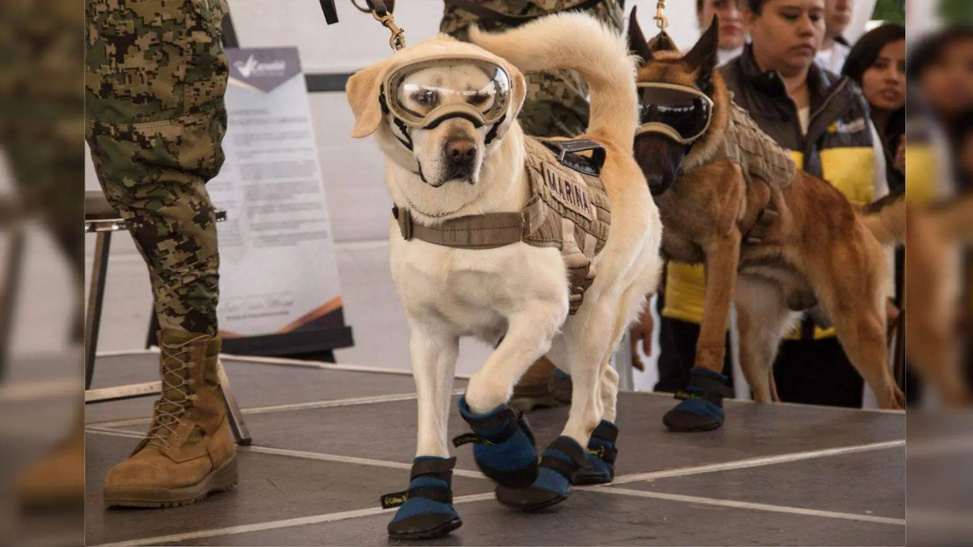 686426_Segundo festival Canino-1_web